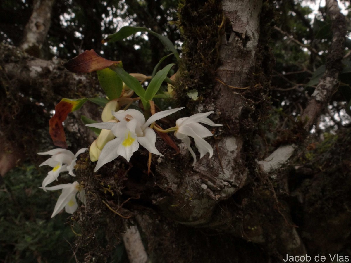 Coelogyne odoratissima Lindl.